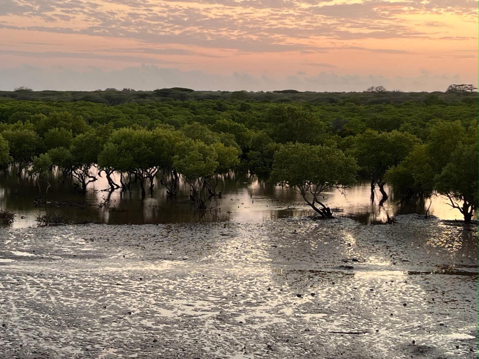 ホテル Mangrove House ラム エクステリア 写真