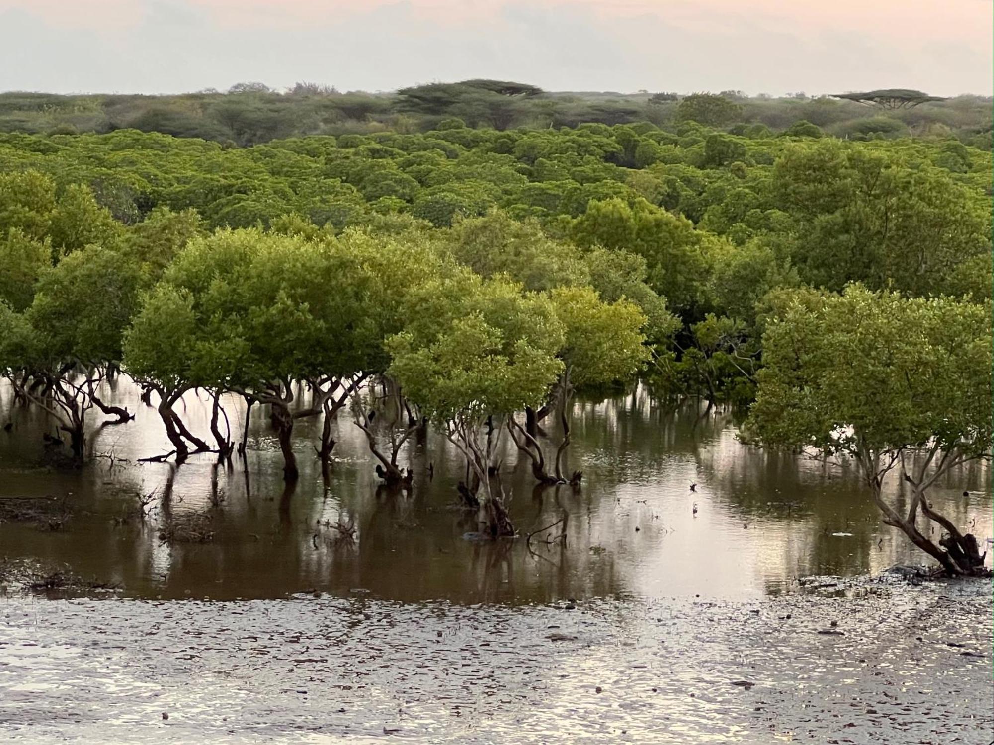 ホテル Mangrove House ラム エクステリア 写真